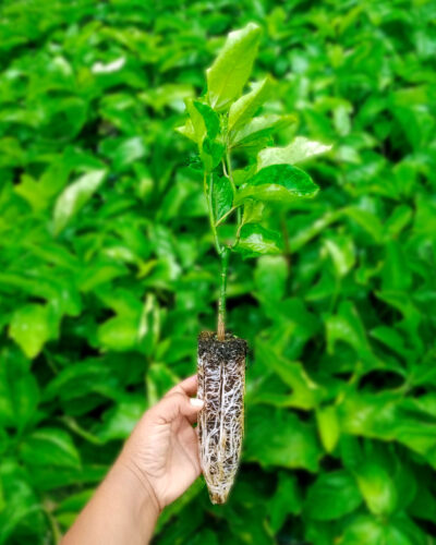 Biopegón de maracuyá
