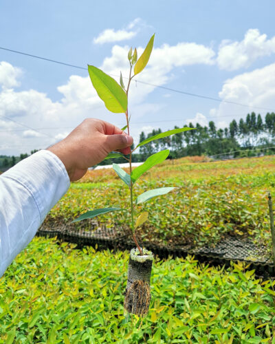 Biopegón de eucalipto