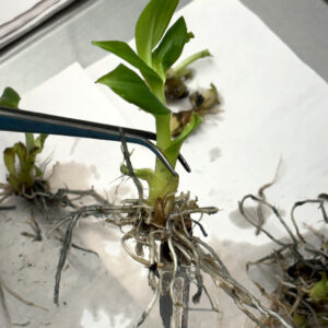 Plantas in vitro