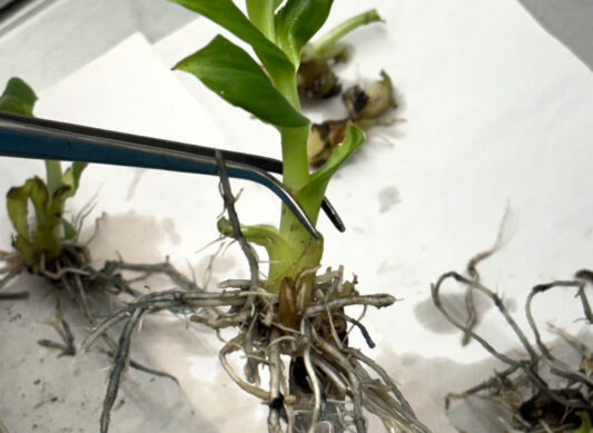 Plantas in vitro