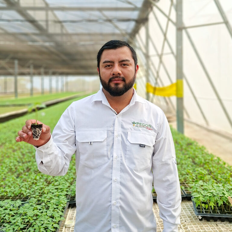 Pegon piloncito
