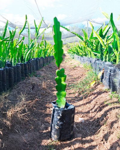 Planta de pitaya