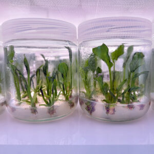 Propagación in vitro