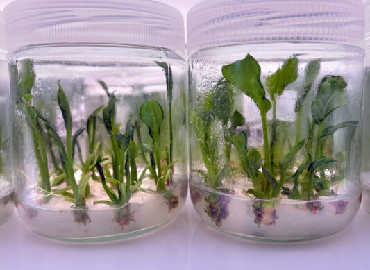 Propagación in vitro