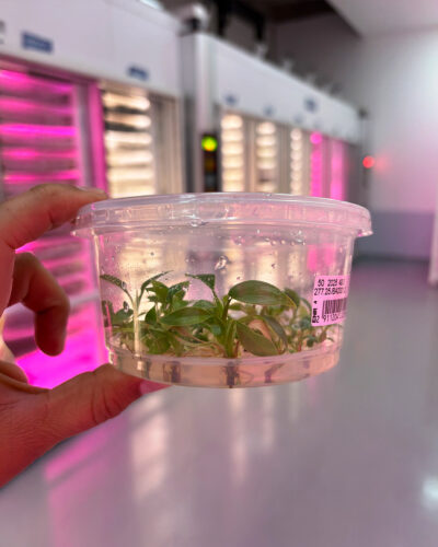 Cultivos de interés comercial